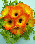 send gift to bangladesh, send gifts to bangladesh, send  Gerbera With Rose to bangladesh, bangladeshi  Gerbera With Rose, bangladeshi gift, send  Gerbera With Rose on valentinesday to bangladesh,  Gerbera With Rose