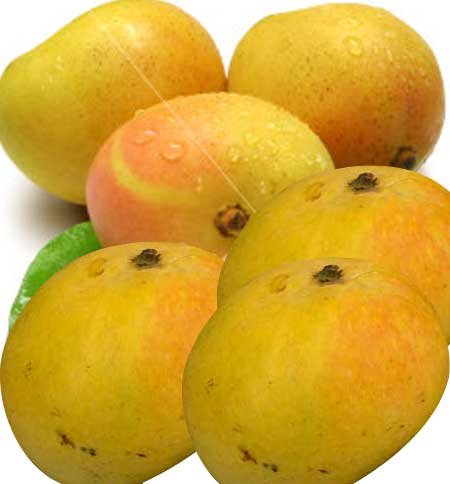 Send Himsagar Mango 5 kg to Bangladesh, Send gifts to Bangladesh