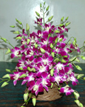 send gifts to bangladesh, send gift to bangladesh, banlgadeshi gifts, bangladeshi Orchid Basket