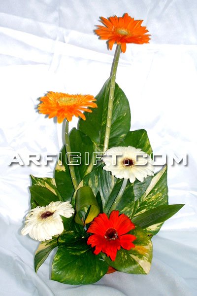 Send Thailand Gerbera to Bangladesh, Send gifts to Bangladesh