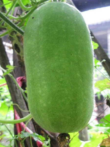 Send জালি কুমরা / Ash Gourd to Bangladesh, Send gifts to Bangladesh