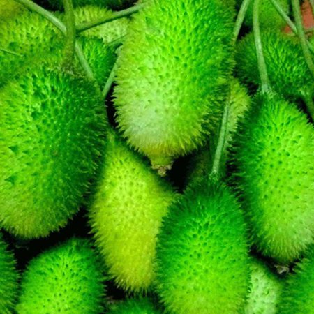 Send কাকরোল / Teasel Gourd to Bangladesh, Send gifts to Bangladesh