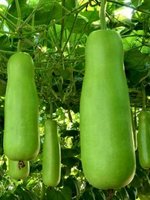 Send লাউ / Gourd to Bangladesh, Send gifts to Bangladesh