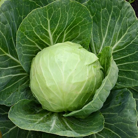 Send বাঁধাকপি / Cabbage to Bangladesh, Send gifts to Bangladesh