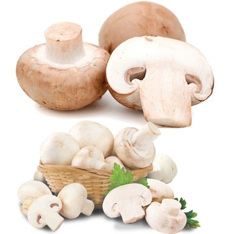 Send মাশরুম / Mushroom to Bangladesh, Send gifts to Bangladesh