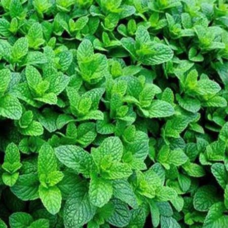 Send পুদিনা পাতা / Mint leaf to Bangladesh, Send gifts to Bangladesh