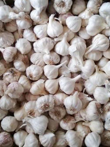 Send দেশি রসুন / Desi Garlic to Bangladesh, Send gifts to Bangladesh