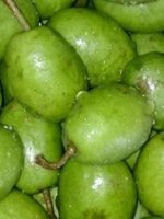 Send জলপাই  Jalpai / Olive to Bangladesh, Send gifts to Bangladesh