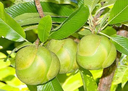 Send চালতা / Elephant apple to Bangladesh, Send gifts to Bangladesh